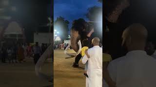 The elephant that is going to participate in Kandy festival😱😍 trendingshorts short viralvideo [upl. by Enoj707]