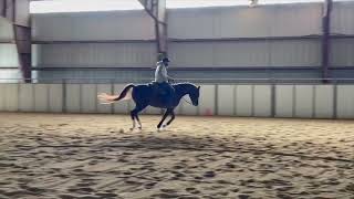 SH Star Stryker  Ranch Riding Arabian Gelding  Nathan Kent Performance Horses [upl. by Ened318]