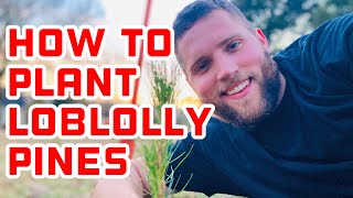 How to Plant Loblolly Pine Seedlings for Privacy Hedge [upl. by Ogilvie]