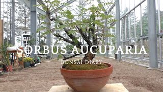 Bonsai Diary 25 Sorbus aucuparia  Pruning [upl. by Kalagher]