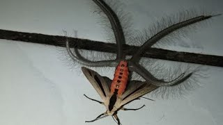 The Truth About Creatonotos gangis [upl. by Arej]