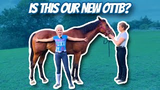 WHAT TO LOOK FOR WHEN BUYING A HORSE  Thoroughbred Horses OTTB Series [upl. by Iznil]