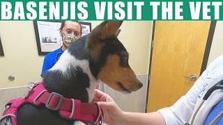 Basenjis Visit The Vet [upl. by Felic840]