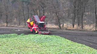 Grimme Maxtron 620  Loonbedrijf Van Eijck bieten rooien bij Van Den Borne aardappelen HD [upl. by Norman]