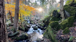 Wyming BrookRivelin Dams Peak District National Park 291024 [upl. by Nagaek]