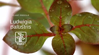 Ludwigia palustris [upl. by Ayhtnic]