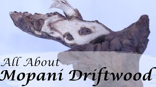 All About Mopani Driftwood  Aquarium Wood [upl. by Georgette212]