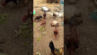 murgi palon  aseel murgi farm  farming video 🚜🐄🌾 [upl. by Regen144]