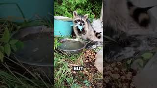 Raccoon Adventures with Cotton Candy😂😂shorts [upl. by Broucek]