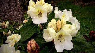 Take Another Garden Tour  Rhododendrons in Bloom at the Nursery [upl. by Anali]