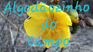 Algodãozinho do campo  Cochlospermum regium [upl. by Llerreg]