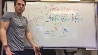 Action Potential in Neurons Animation [upl. by Osmond]