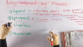 Role assumed by muscles  Skeletal muscle functions biomechanics [upl. by Barthelemy]