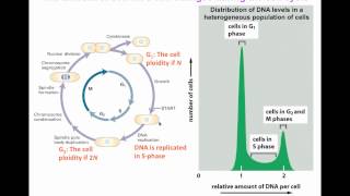 Flow cytometry for DNA analysis [upl. by Ardnaiek473]