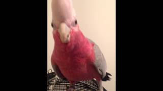 My talking Australian galah Romeo [upl. by Hilario]