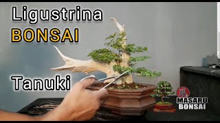 BONSAI  TANUKY LIGUSTRINA COMO GHACER UN BONSAI [upl. by Rashida118]