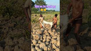 Today Harvested 4 Ton Elephant Foot Yam at my Farm biharagriculture agriculture villagelife vlog [upl. by Burnard]