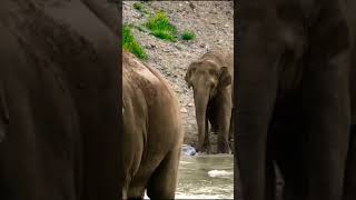 Elephants MOVIE on River [upl. by Purpura]