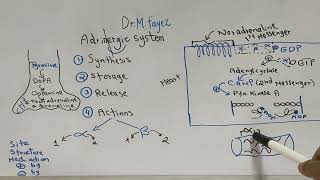 Adrenergic System English Dr Mohamed Fayez [upl. by Jonathan]