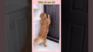 P12 nhà có em bé kiểu funny pets tiktok thucung [upl. by Koval502]