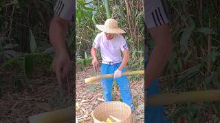 Tiny farming amazing bamboo viral fruit wildlife farmlife [upl. by Goddart]