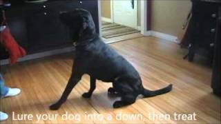 How to Stop Your Dog From Barking at The Door [upl. by Stoffel]