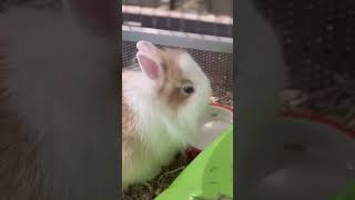 Rabbit 🐇 Lionhead Rabbit viral youtubeshorts breed [upl. by Styles]