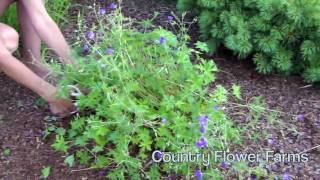 How to Deadhead a Perennial Geranium [upl. by Gonyea387]