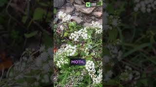 White Snakeroot Plant wildflowers flowers plants garden gardening nature outdoors botany [upl. by Eekcaj]