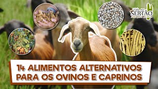 14 ALIMENTOS ALTERNATIVOS PARA OVINOS E CAPRINOS [upl. by Eisoj]