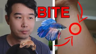 what could happen if you get BITTEN by a BETTA FISH  Fish Tank Review 229 [upl. by Anavlys338]