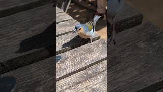 Something tasty Levada do Caldeirao Madeira travel madeira portugal bird [upl. by Aubrette]