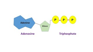 Structural Representation of a Nucleotide ATP and Functions of a Nucleotide [upl. by Stromberg]