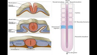 Paraxial mesoderm and Formation of Somitomeres Somites [upl. by Omixam]