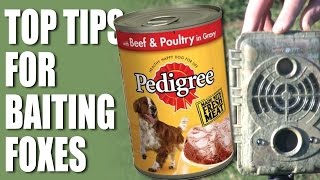 Top Tips for Baiting Foxes [upl. by Amada]