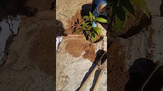 Plantando Manga roça vidanocampo viralvideo [upl. by Ameluz]