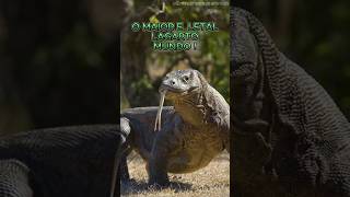 Dragão de komodo maior lagarto e predador Letal da Indonésiaanimals wildlife shortsvideo shorts [upl. by Ulrikaumeko]