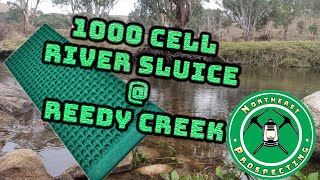 1000 Cell River Sluice  Reedy Creek  Throwback Thursday [upl. by Jahdai83]