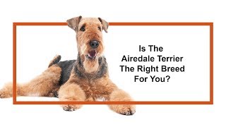 Everything you need to know about Airedale Terrier puppies 2019 [upl. by Ecinrev]