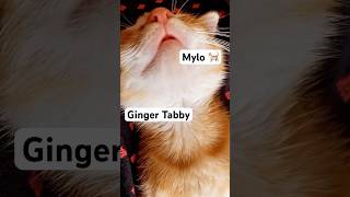 My Sleeping Beauty 🐾 pawsome cat ginger petlife squishy shortsvideo [upl. by Shimkus]