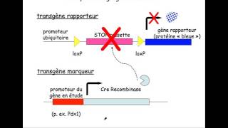 BIO  CRE recombinase [upl. by Leamse]