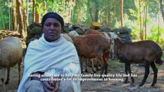 Value Chain Development for improved livelihoods in Ethiopia [upl. by Naitsabas60]