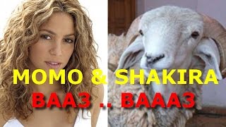 MOMO SHAKIRA  BA3 BA3 [upl. by Suirauqed]