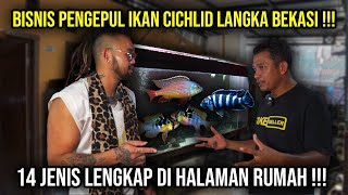 BISNIS PENGEPUL IKAN CICHLID LANGKA DI BEKASI 14 JENIS LENGKAP DI HALAMAN RUMAH  indoexotic [upl. by Nacim978]