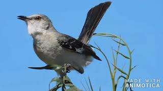 Northern Mockingbird  Sounds and Calls [upl. by Saqaw]