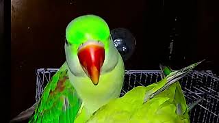 Parrot Natural Sounds  Parrot Talking [upl. by Lesig818]