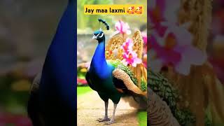 Maa laxmi status trending video song religion love [upl. by Cinemod975]