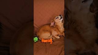 My dog and my parrot duets [upl. by Segal216]