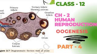 Ncert Biology  Class  12  Ch  2  Human Reproduction   Part  4 [upl. by Cooley374]