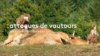 Vu des régions  Les attaques de vautours inquiètent les éleveurs [upl. by Shornick]